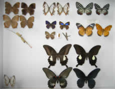 Butterflies Expanding their Habitation Area to the North