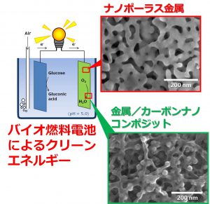 クリーンエネルギーを提供するバイオ燃料電池に向けたナノ金属電極の開発